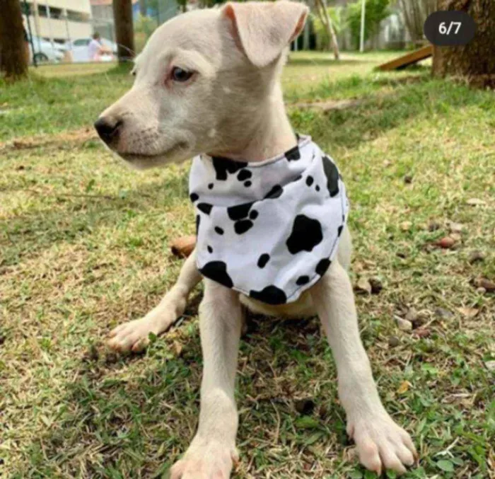 Cachorro ra a Vira Lata idade 2 a 6 meses nome George