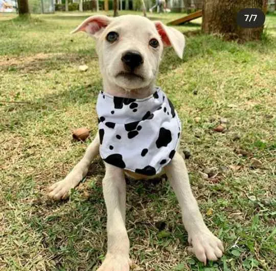 Cachorro ra a Vira Lata idade 2 a 6 meses nome George