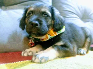 Cachorro raça Vira lata idade 2 a 6 meses nome Nietzsche