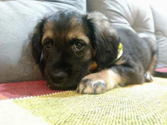 Cachorro raça Vira lata idade 2 a 6 meses nome Nietzsche