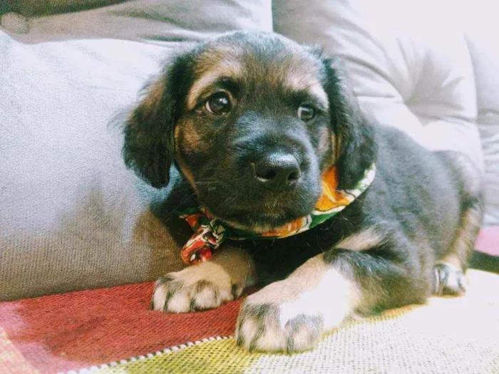 Cachorro raça Vira lata idade 2 a 6 meses nome Nietzsche