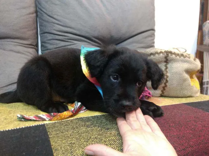 Cachorro raça Vira lata idade 2 a 6 meses nome Kant