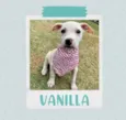 Vanilla
