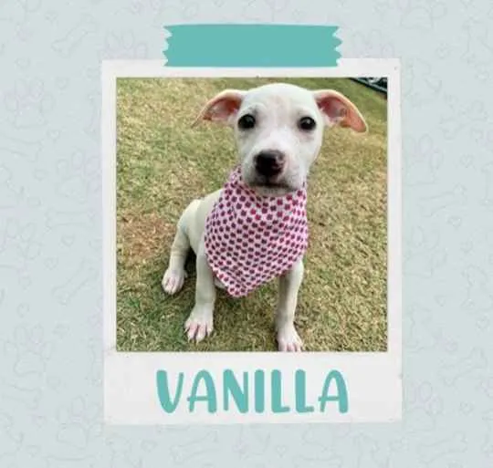 Cachorro ra a Vira Lata idade 2 a 6 meses nome Vanilla