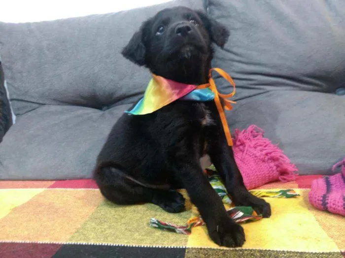Cachorro raça Vira lata idade 2 a 6 meses nome Kant