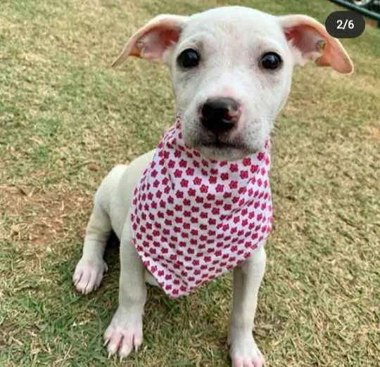 Cachorro ra a Vira Lata idade 2 a 6 meses nome Vanilla