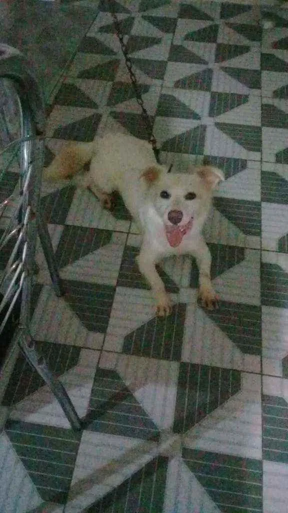 Cachorro ra a Srd idade 1 ano nome Kenai