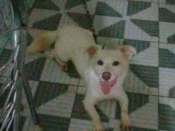 Cachorro ra a Srd idade 1 ano nome Kenai