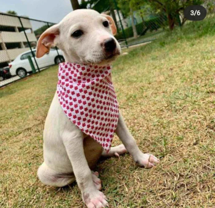 Cachorro ra a Vira Lata idade 2 a 6 meses nome Vanilla