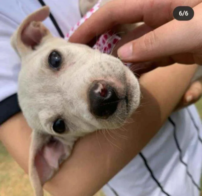 Cachorro ra a Vira Lata idade 2 a 6 meses nome Vanilla