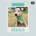 Pérola
