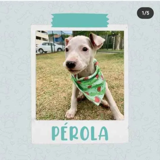 Cachorro ra a Vira Lata idade 2 a 6 meses nome Pérola