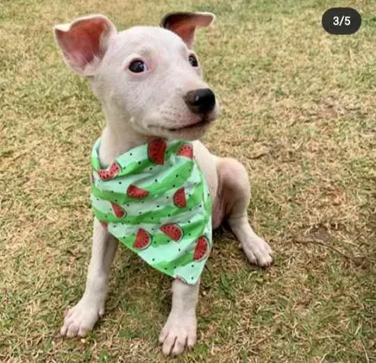 Cachorro ra a Vira Lata idade 2 a 6 meses nome Pérola