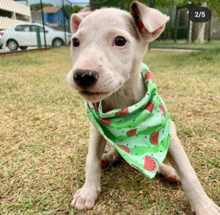 Cachorro ra a Vira Lata idade 2 a 6 meses nome Pérola