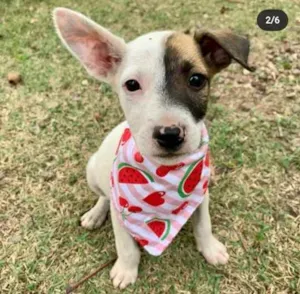 Cachorro raça Vira Lata idade 2 a 6 meses nome Shiva