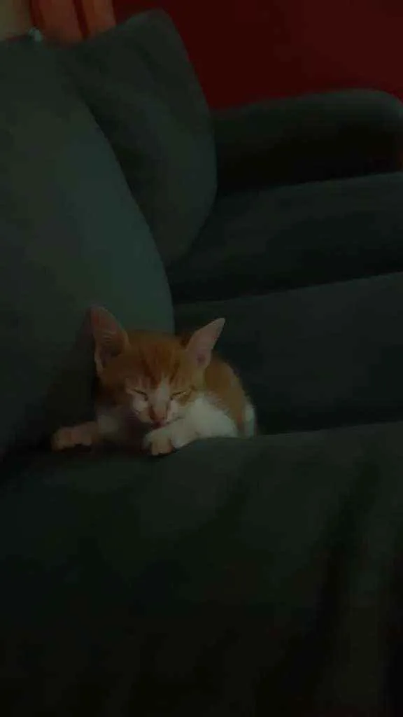 Gato ra a SrD  idade Abaixo de 2 meses nome Sem Nome 