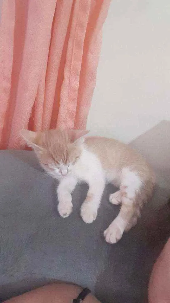 Gato ra a SrD  idade Abaixo de 2 meses nome Sem Nome 