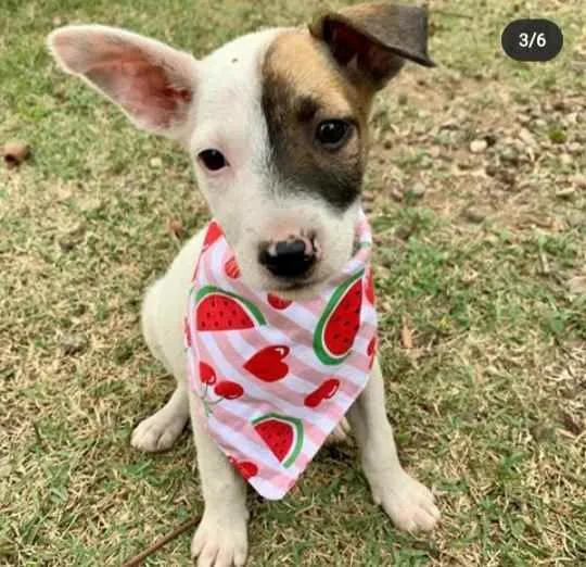 Cachorro ra a Vira Lata idade 2 a 6 meses nome Shiva