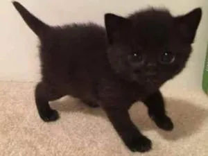 Gato raça SRD  idade Abaixo de 2 meses nome Sem nome
