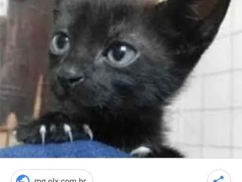 Gato ra a SRD  idade Abaixo de 2 meses nome Sem nome