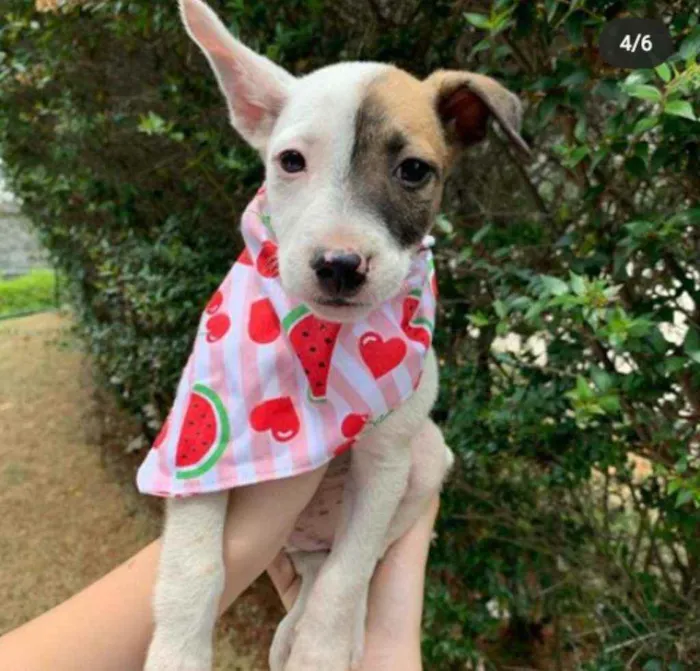 Cachorro ra a Vira Lata idade 2 a 6 meses nome Shiva