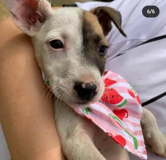 Cachorro ra a Vira Lata idade 2 a 6 meses nome Shiva