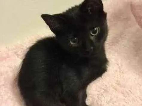 Gato ra a SRD  idade Abaixo de 2 meses nome Sem nome