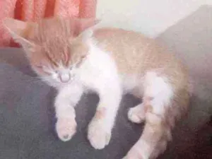 Gato raça SrD  idade Abaixo de 2 meses nome Sem Nome 