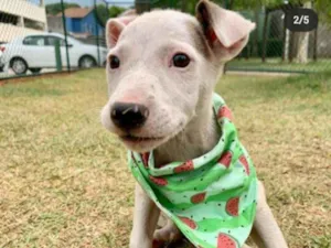 Cachorro raça Vira Lata idade 2 a 6 meses nome Pérola