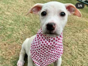 Cachorro raça Vira Lata idade 2 a 6 meses nome Vanilla