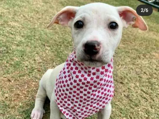 Cachorro ra a Vira Lata idade 2 a 6 meses nome Vanilla