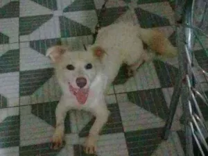 Cachorro raça Srd idade 1 ano nome Kenai