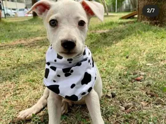 Cachorro ra a Vira Lata idade 2 a 6 meses nome George