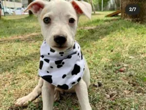 Cachorro raça Vira Lata idade 2 a 6 meses nome George