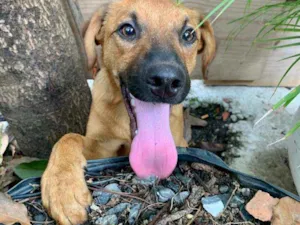 Cachorro raça Vira Lata idade 2 a 6 meses nome Marlim