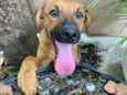Cachorro raça Vira Lata idade 2 a 6 meses nome Marlim