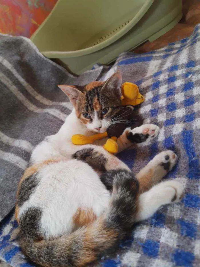 Gato ra a Srd idade 2 a 6 meses nome Tina