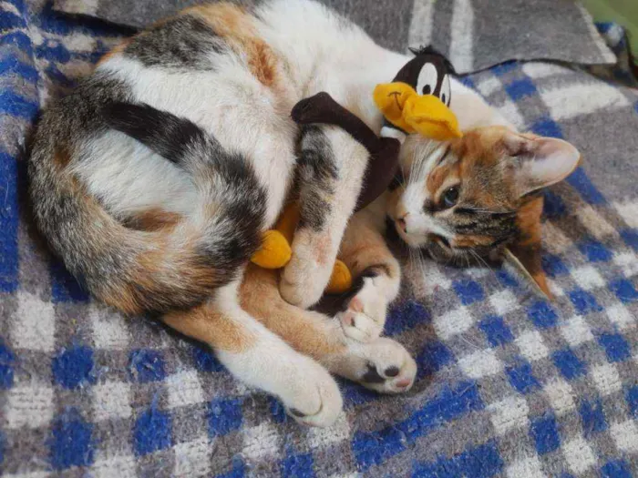 Gato ra a Srd idade 2 a 6 meses nome Tina
