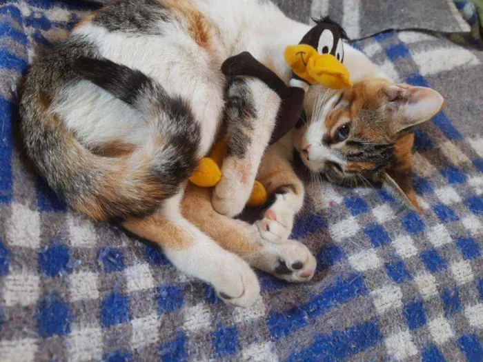 Gato ra a Srd idade 2 a 6 meses nome Tina