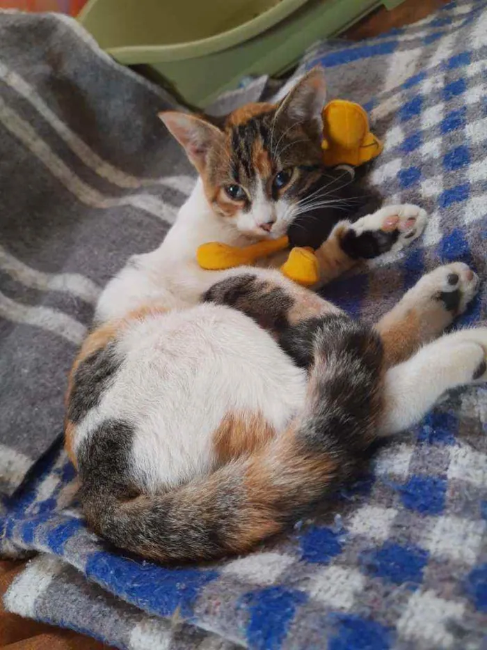 Gato ra a Srd idade 2 a 6 meses nome Tina