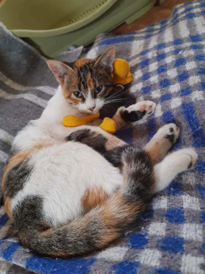 Gato ra a Srd idade 2 a 6 meses nome Tina