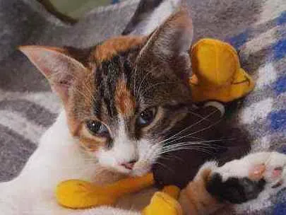 Gato ra a Srd idade 2 a 6 meses nome Tina
