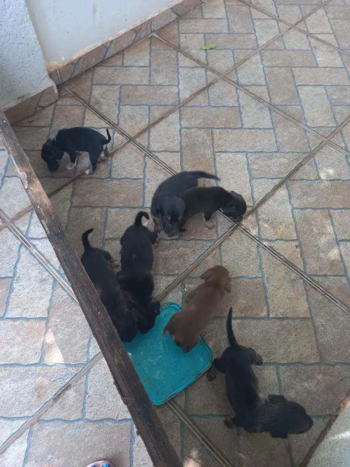 Cachorro ra a indeterminado  idade Abaixo de 2 meses nome sao varios