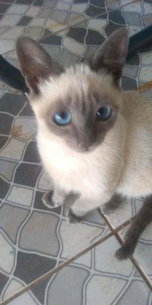 Gato ra a Siamesa idade 7 a 11 meses nome Não é nomeado