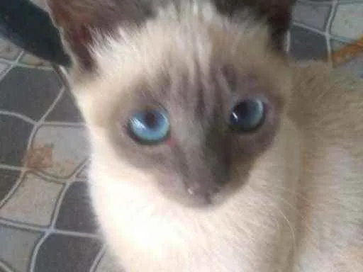 Gato ra a Siamesa idade 7 a 11 meses nome Não é nomeado