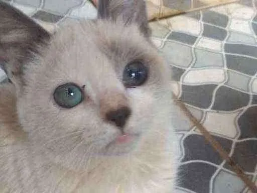 Gato ra a Não faço ideia idade 7 a 11 meses nome Não tem