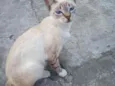 Mimi