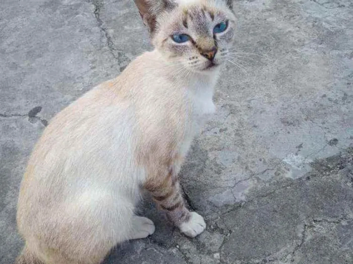 Gato ra a SRD idade 1 ano nome Mimi