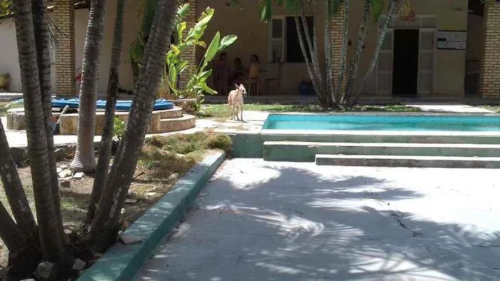 Cachorro ra a Raça Cão Sertanejo  idade 3 anos nome Olga