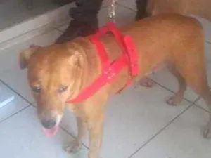 Cachorro raça SRD idade 5 anos nome Malu
